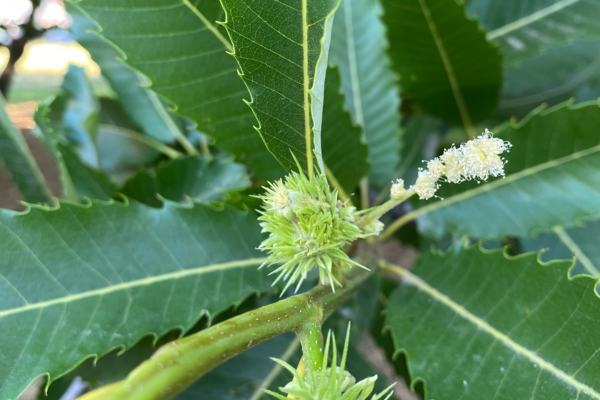 Castanea Expo fiore castagno